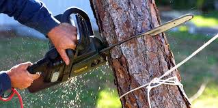 Best Commercial Tree Services  in Tioga Terrace, NY