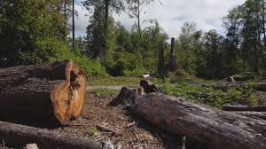 How Our Tree Care Process Works  in  Tioga Terrace, NY