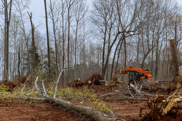 Best Emergency Tree Removal  in Tioga Terrace, NY