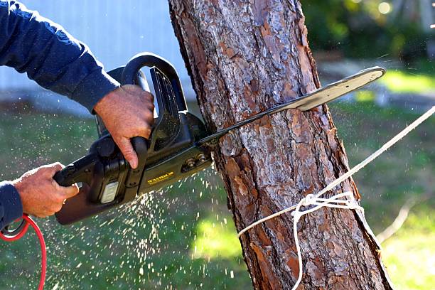 Best Stump Grinding and Removal  in Tioga Terrace, NY