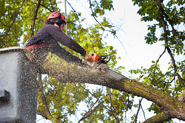 Best Tree Preservation Services  in Tioga Terrace, NY