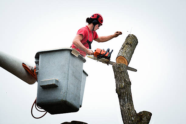 Best Tree and Shrub Care  in Tioga Terrace, NY