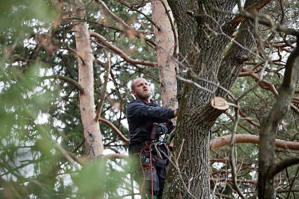 Best Tree Health Inspection  in Tioga Terrace, NY