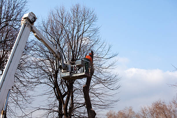 Professional Tree Services in Tioga Terrace, NY